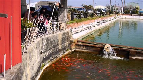 三和錦鯉魚場